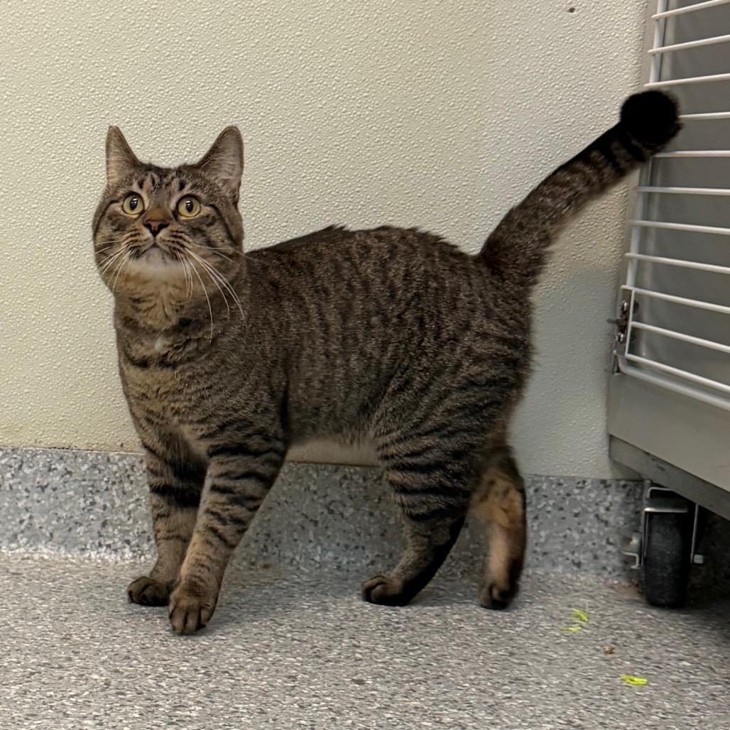 Moe, a Adoptable Domestic Short Hair in Enfield, NH image 6/6