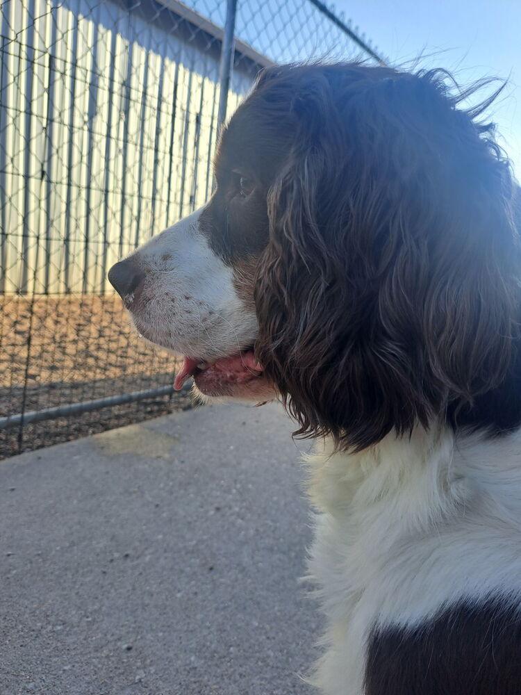 Raymond, Adopted, Senior Male English Springer Spaniel.