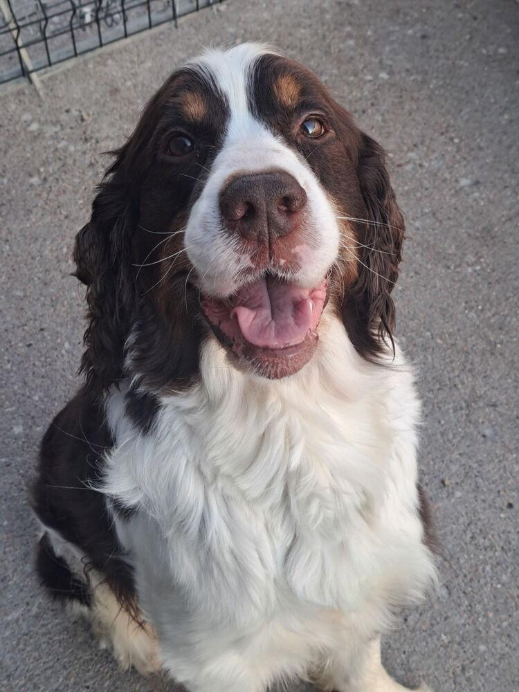 Raymond, a Adopted English Springer Spaniel in Fremont, NE image 2/2