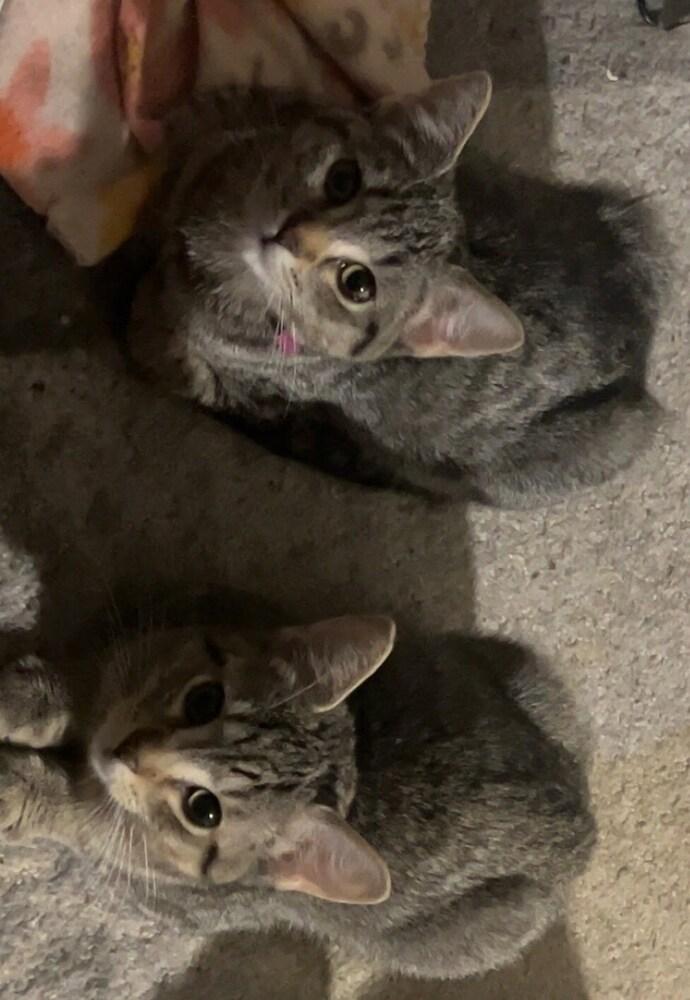 Mulis A. (Dark pink collar), Adoptable, Kitten Female Domestic Short Hair.