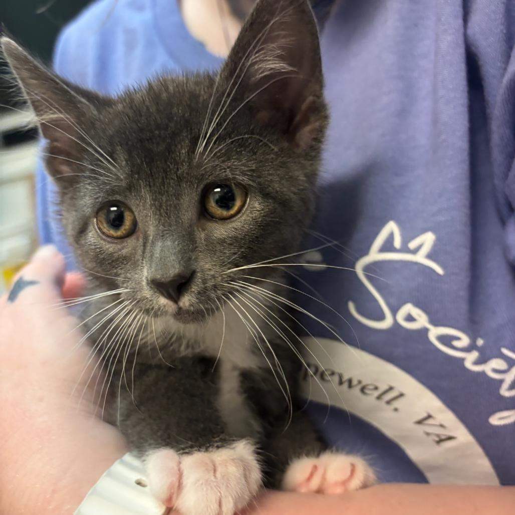 Enlarge Bowser, a Adoptable Domestic Short Hair in Hopewell, VA image 1/1