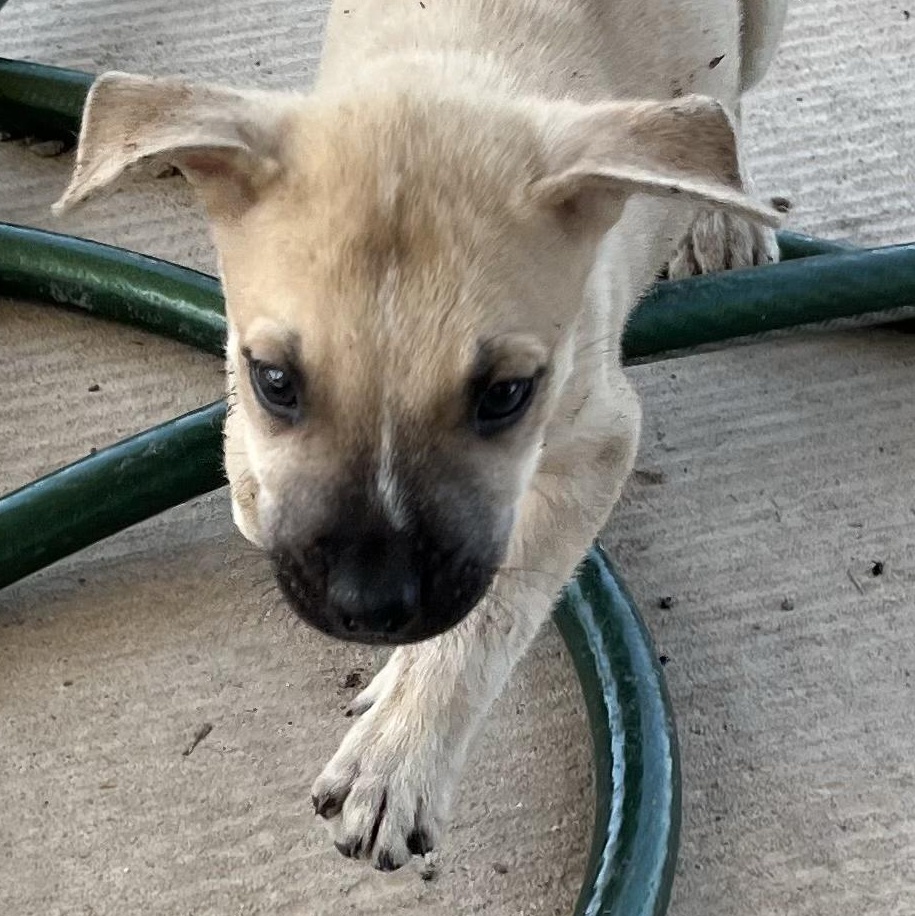 Enlarge Sid, a Adopted Black Mouth Cur in Durant, OK image 1/1