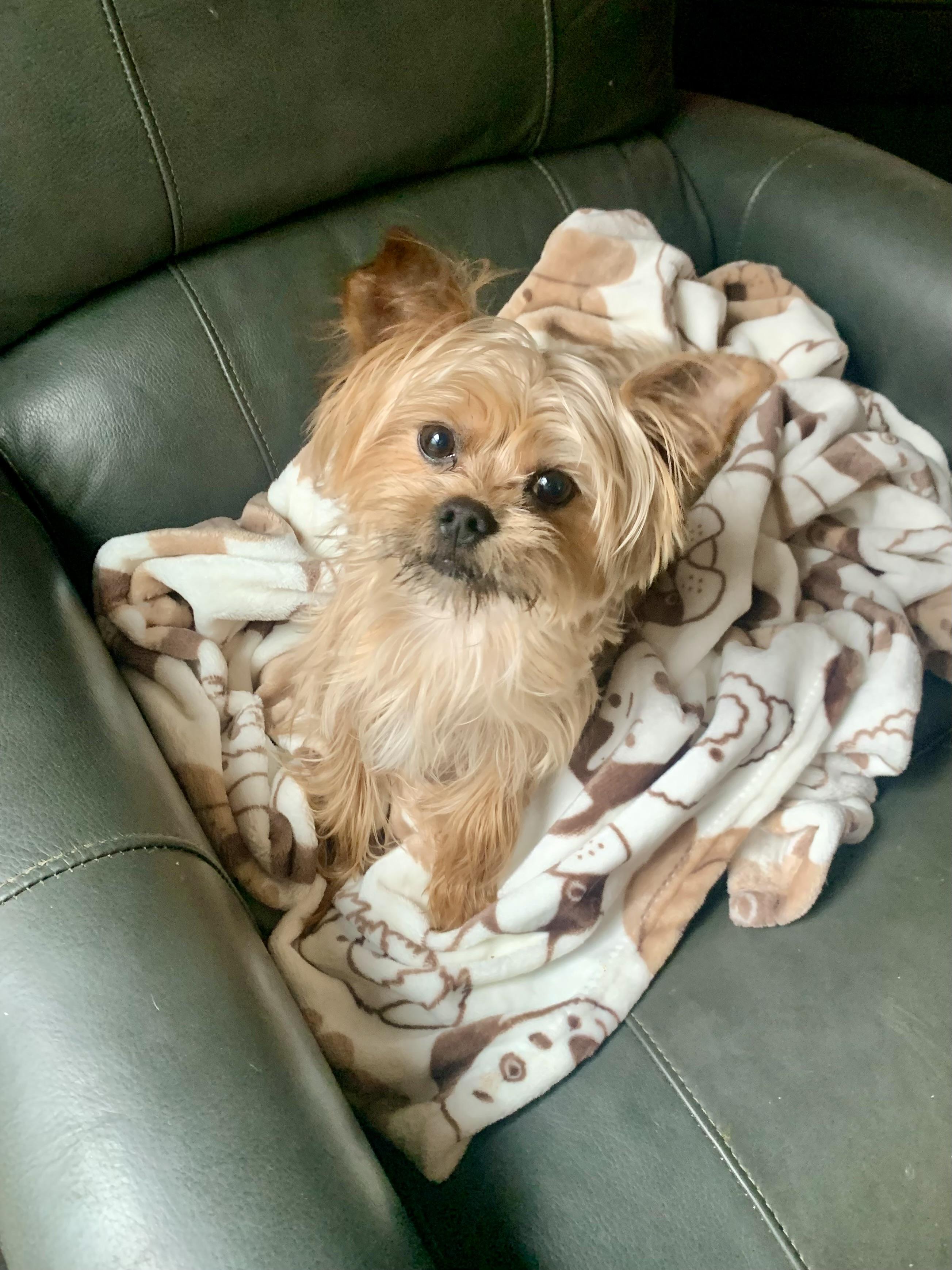 Enlarge Loui, an adopted mixed breed in Richmond, VA image 3/4