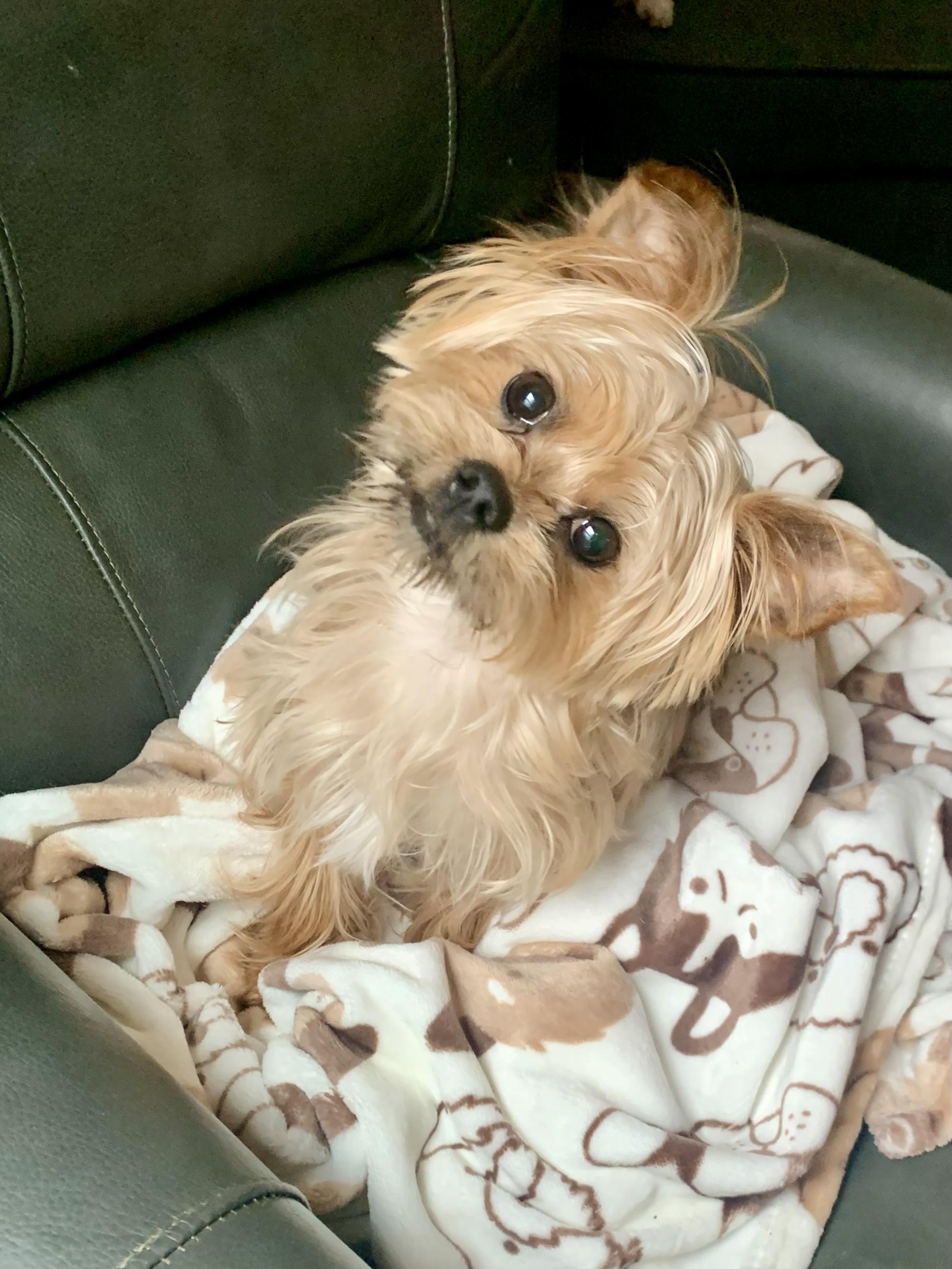 Enlarge Loui, an adopted mixed breed in Richmond, VA image 2/4