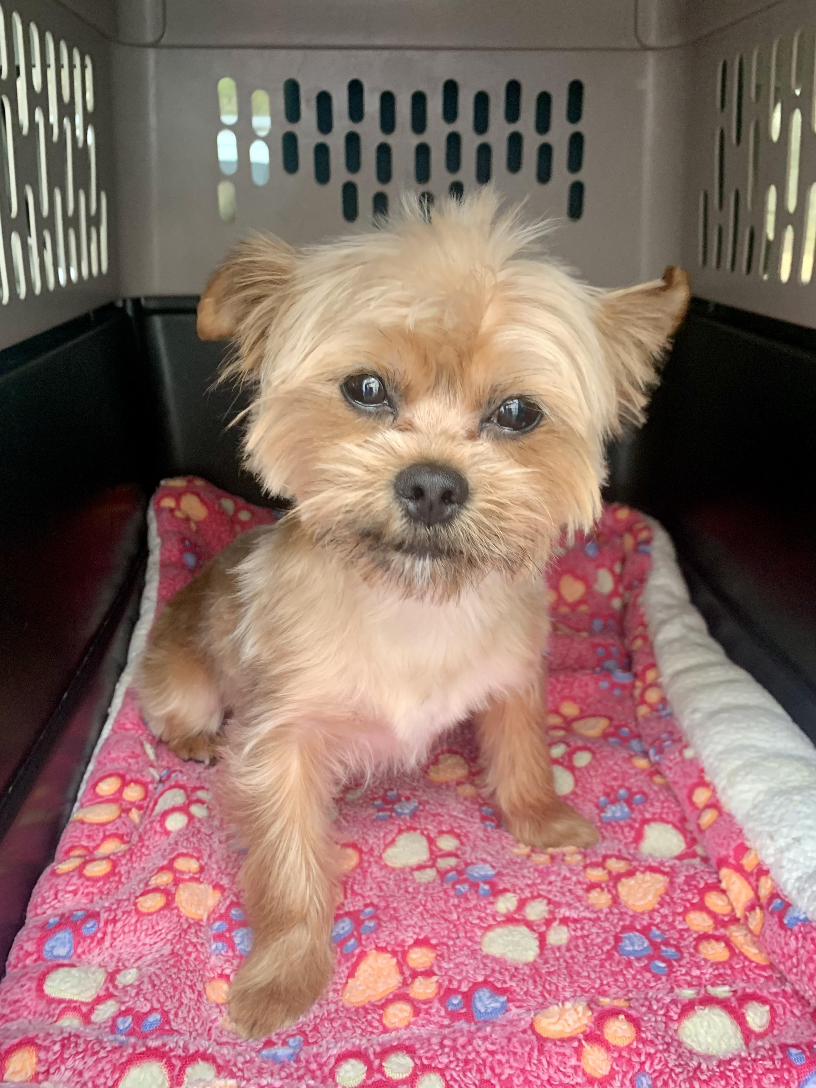 Enlarge Loui, an adopted mixed breed in Richmond, VA image 4/4