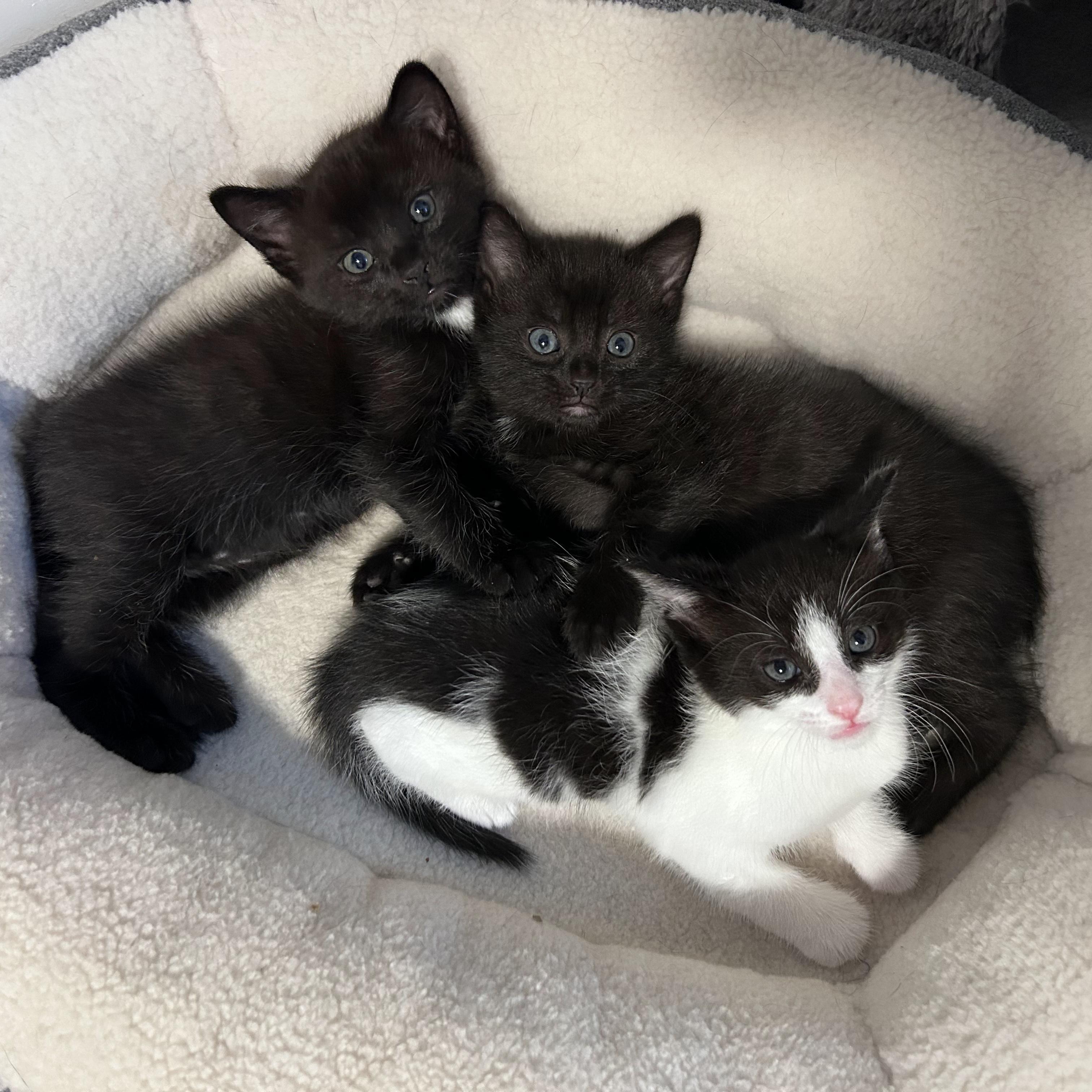 Snap, Adoptable, Kitten Male Domestic Short Hair.