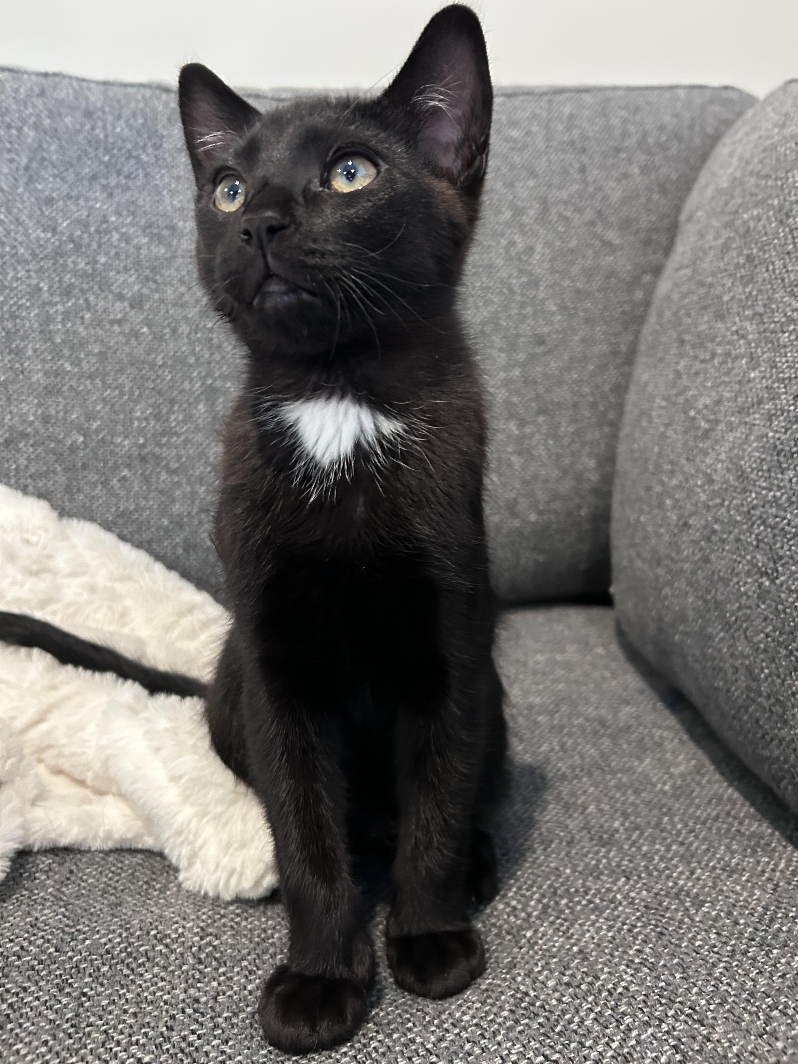 Snap, a Adoptable Domestic Short Hair in Kamloops, BC image 1/6
