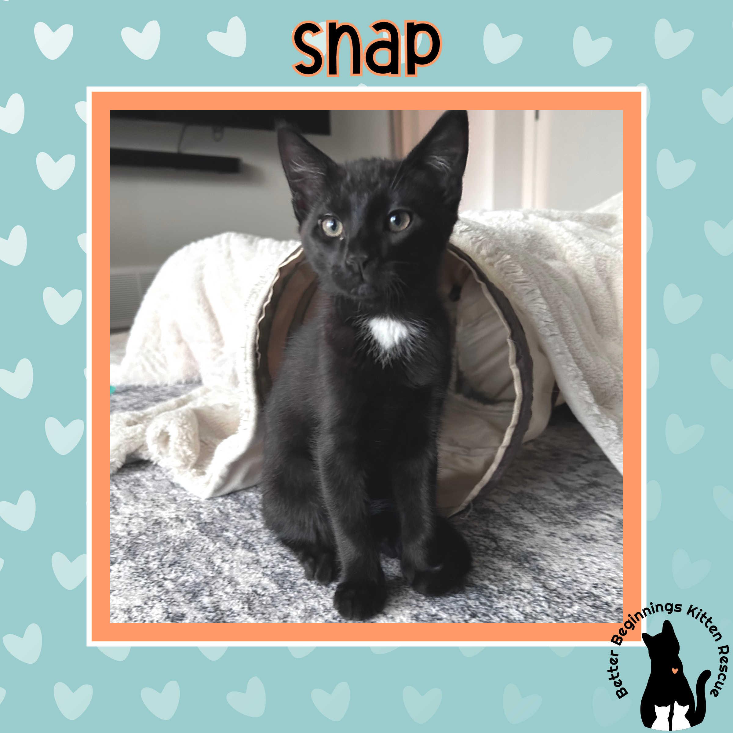 Snap, a Adoptable Domestic Short Hair in Kamloops, BC image 2/6