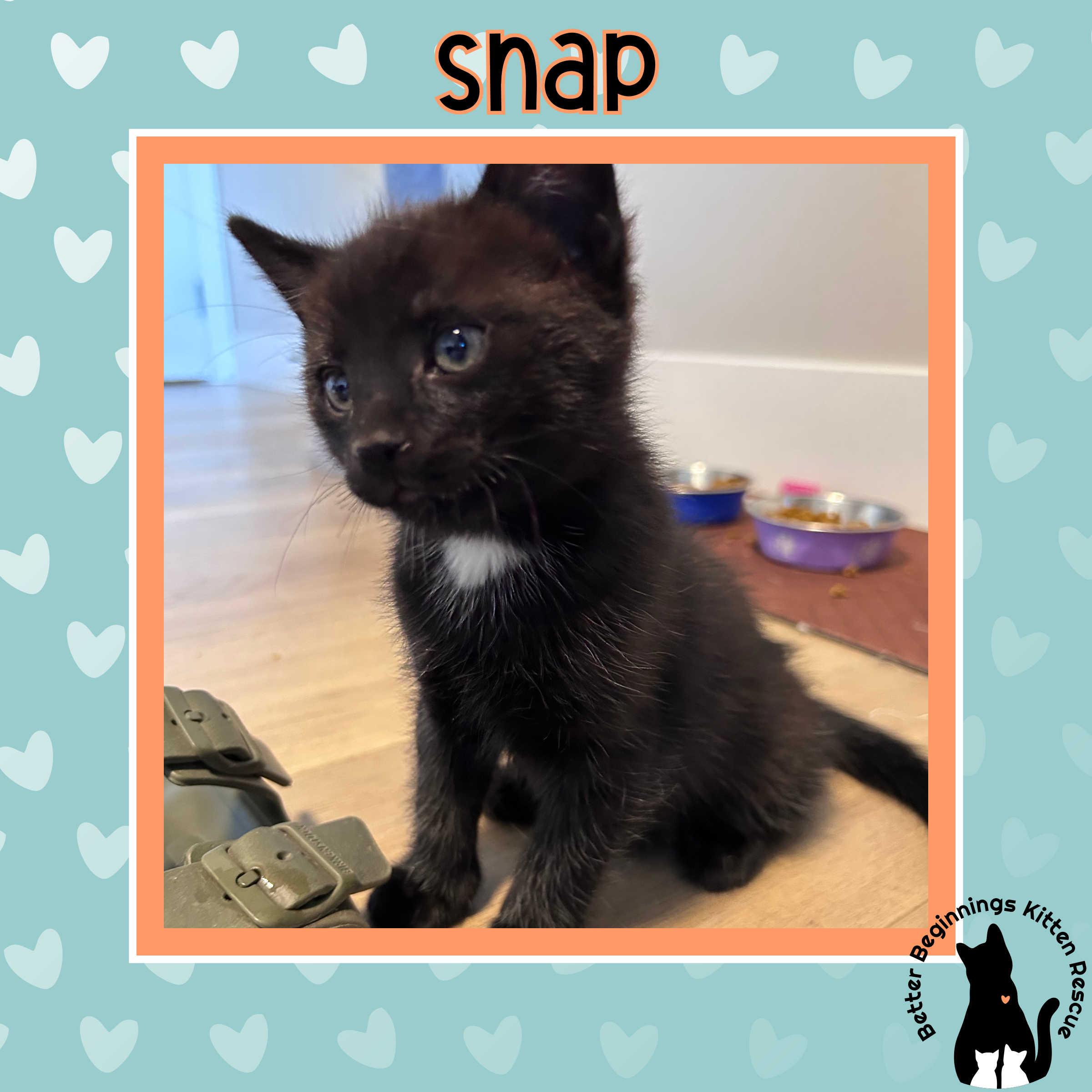 Snap, a Adoptable Domestic Short Hair in Kamloops, BC image 2/6