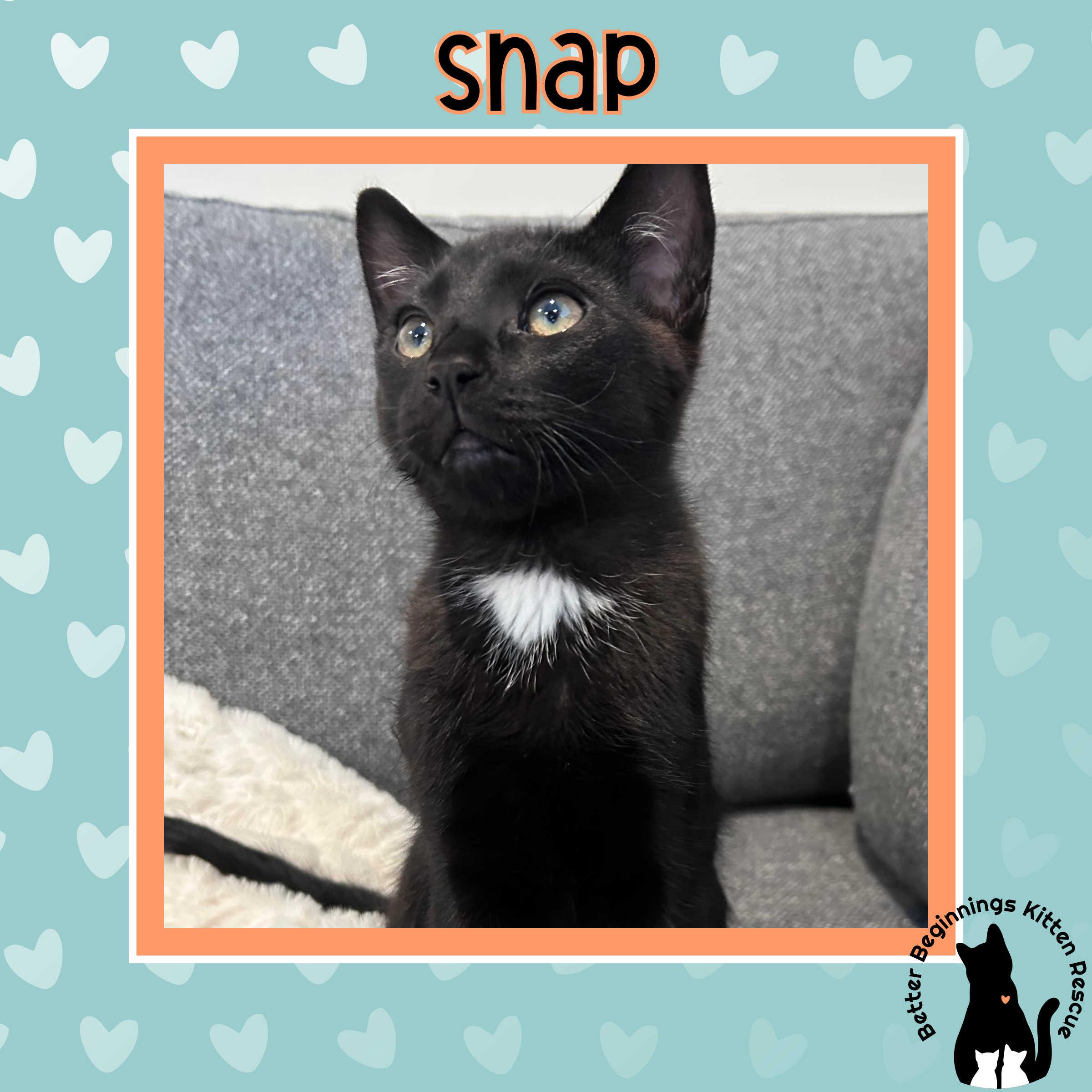 Snap, a Adoptable Domestic Short Hair in Kamloops, BC image 3/6