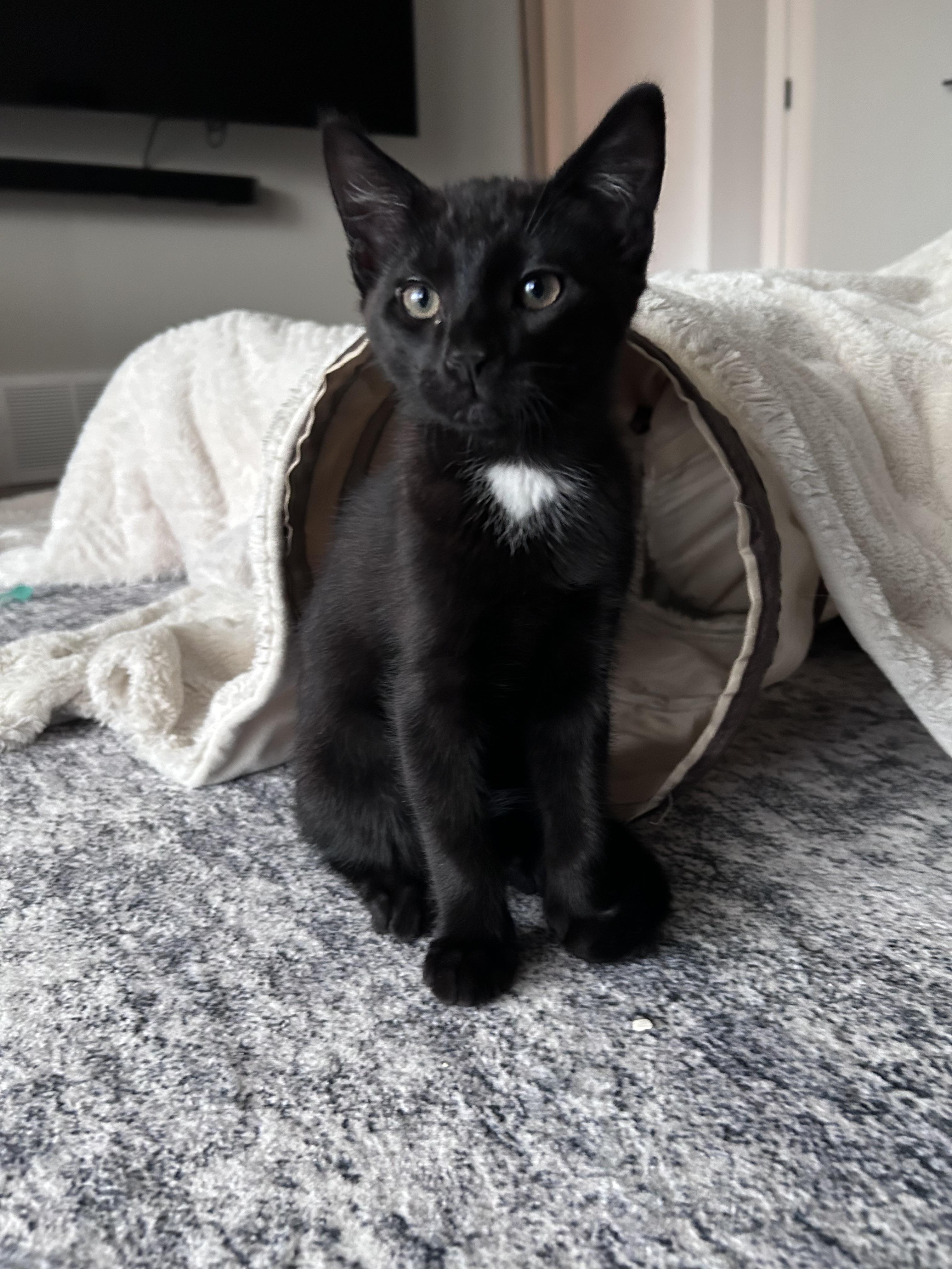 Snap, a Adoptable Domestic Short Hair in Kamloops, BC image 4/6