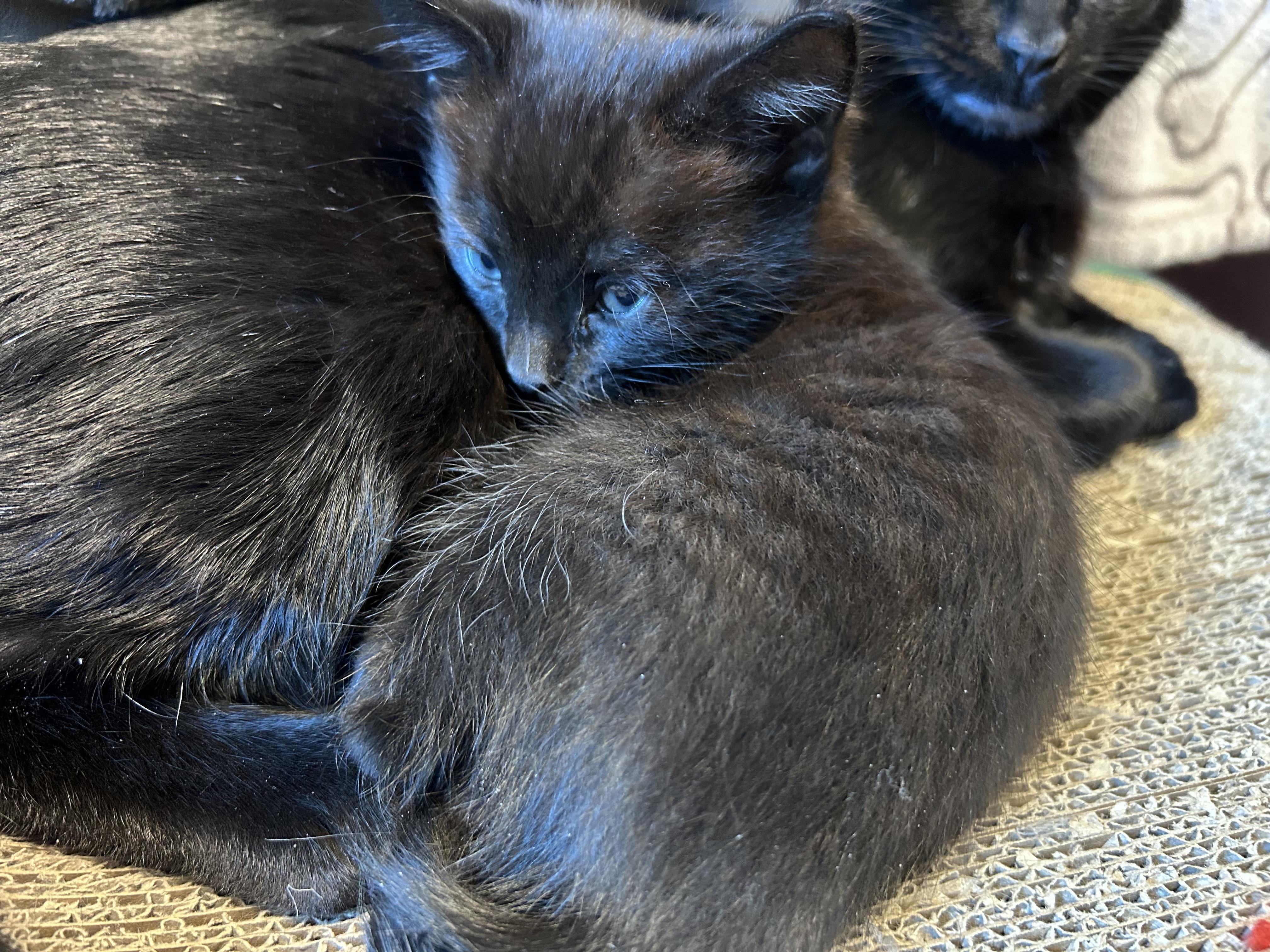 Snap, a Adoptable Domestic Short Hair in Kamloops, BC image 3/6