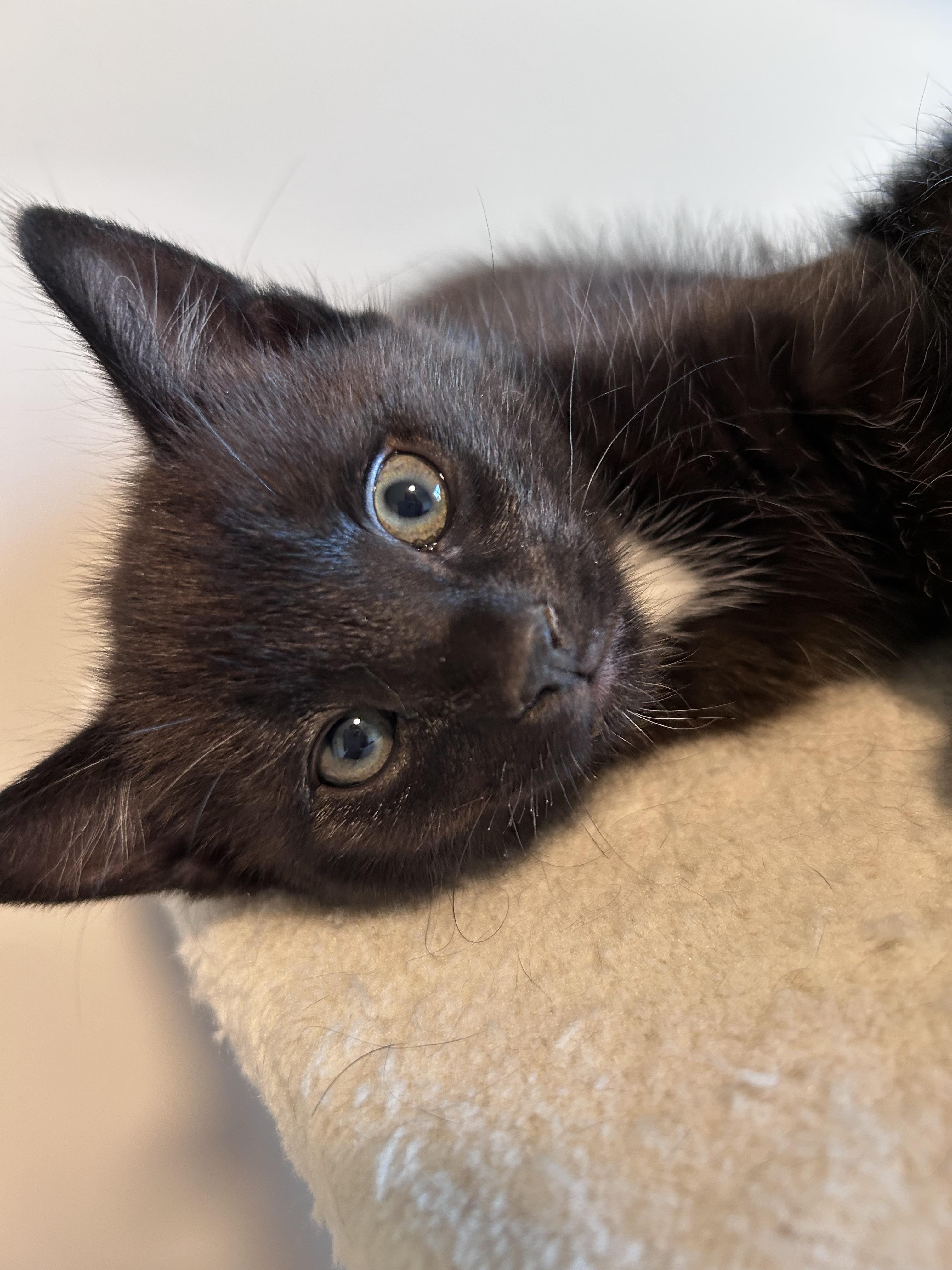 Snap, a Adoptable Domestic Short Hair in Kamloops, BC image 4/6