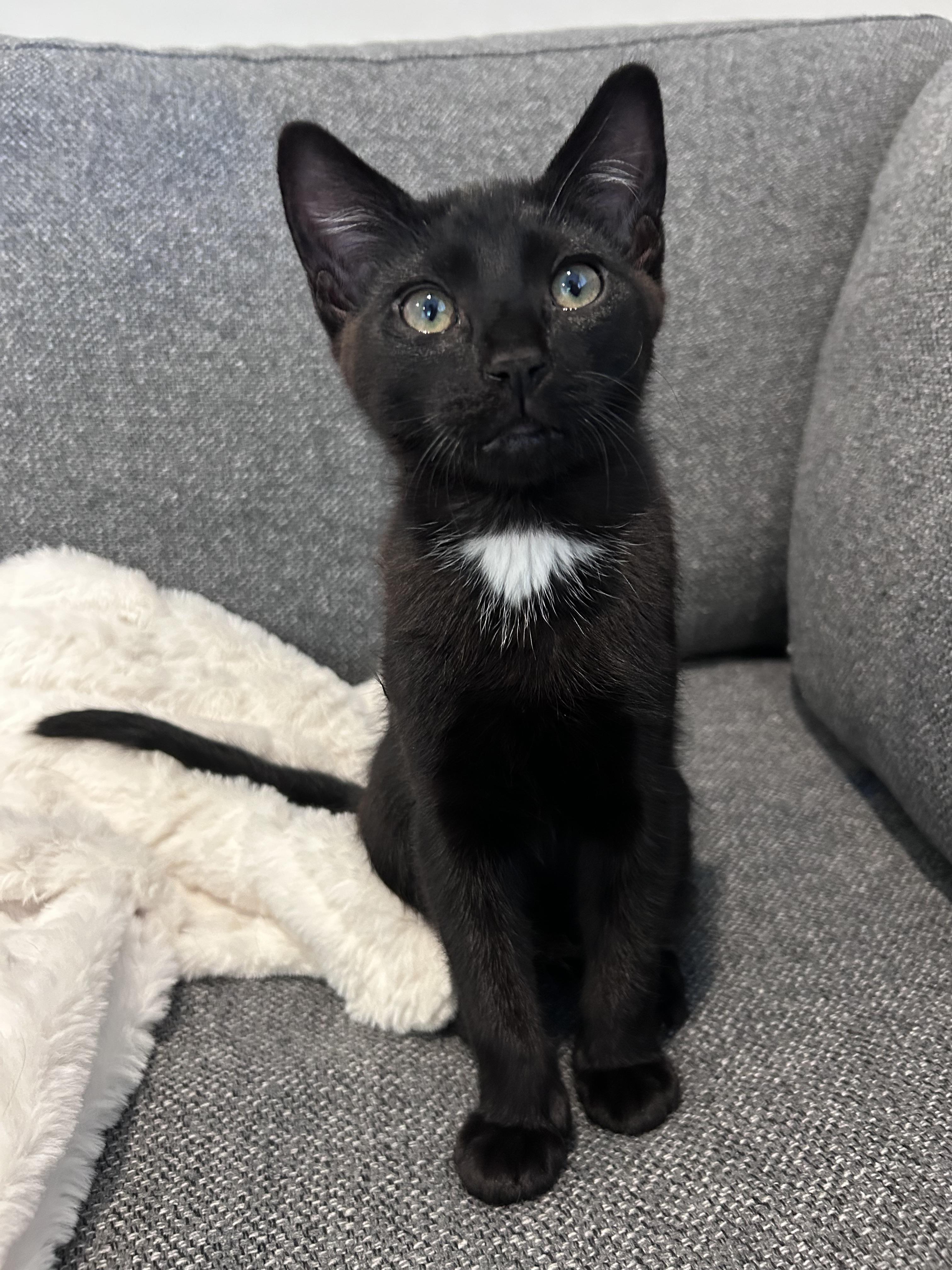 Snap, a Adoptable Domestic Short Hair in Kamloops, BC image 5/6