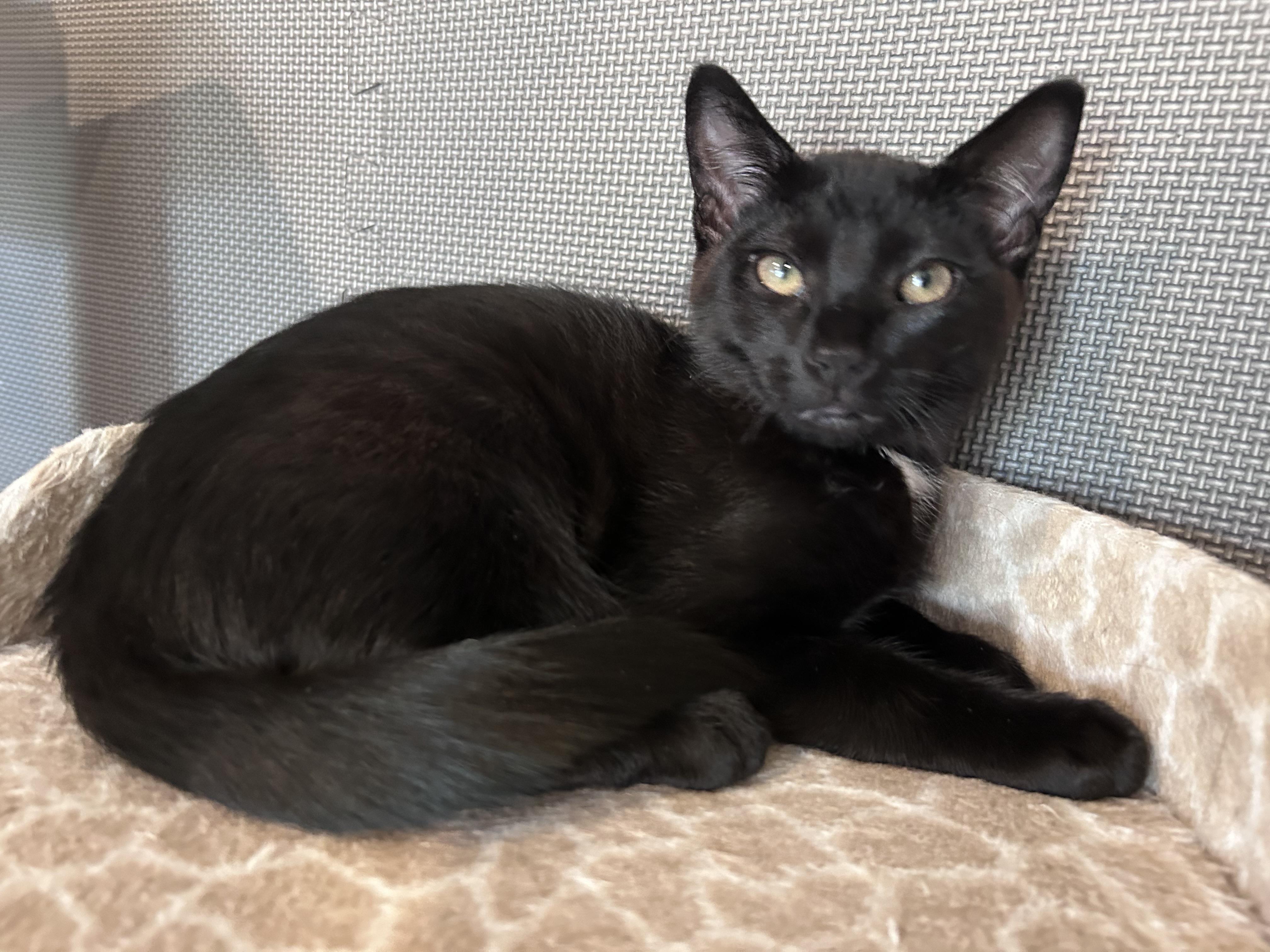 Snap, a Adoptable Domestic Short Hair in Kamloops, BC image 6/6