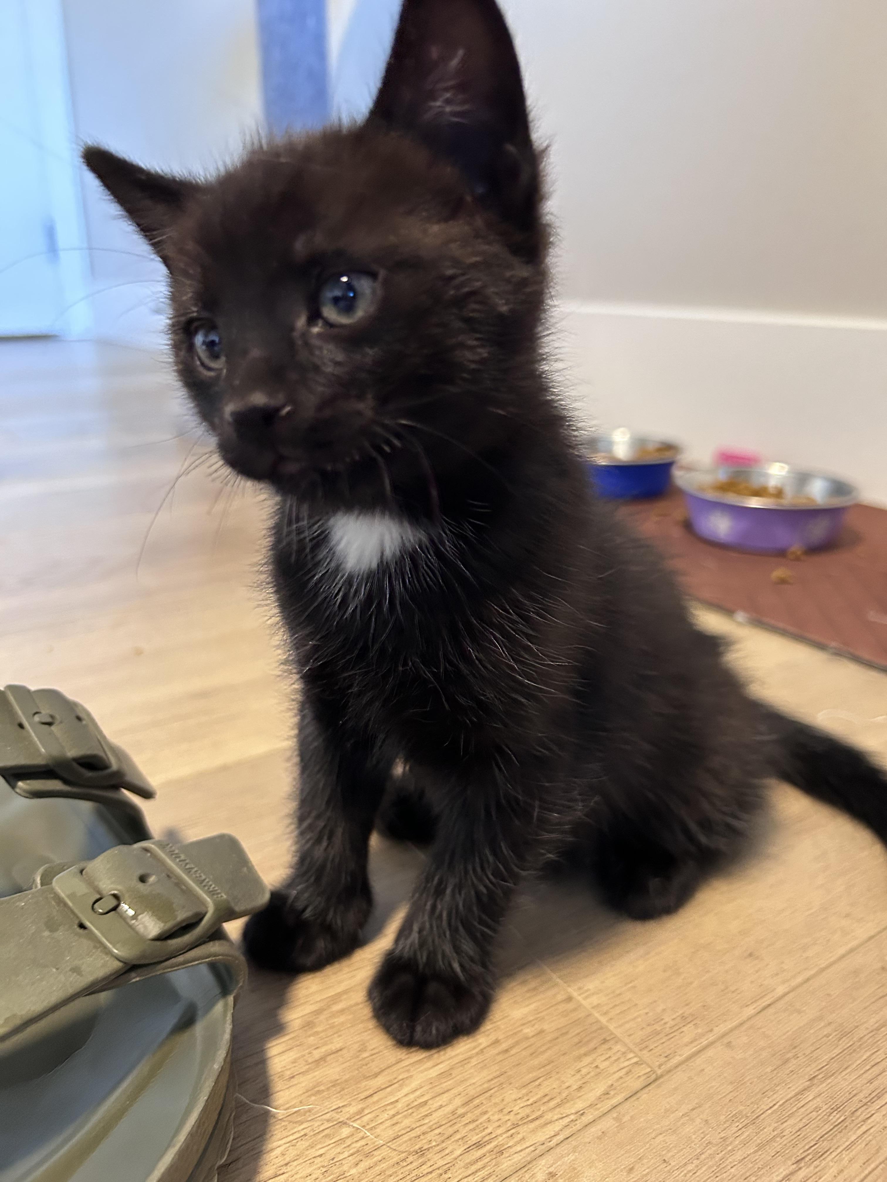 Snap, a Adoptable Domestic Short Hair in Kamloops, BC image 5/6