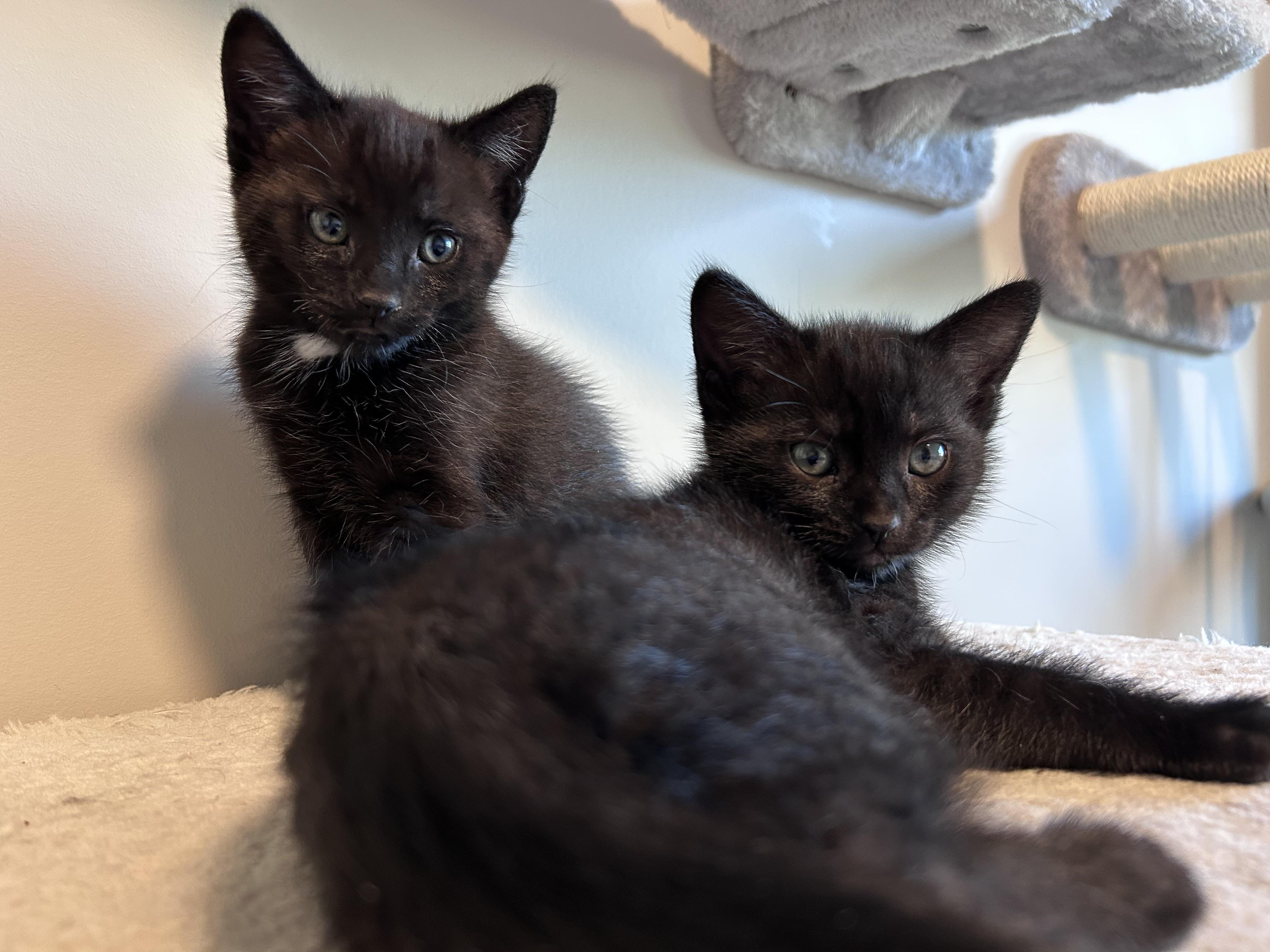 Snap, a Adoptable Domestic Short Hair in Kamloops, BC image 6/6