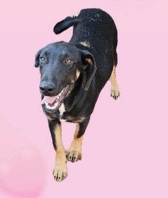 Enlarge Journey, a Adoptable mixed breed in North Syracuse, NY image 1/1