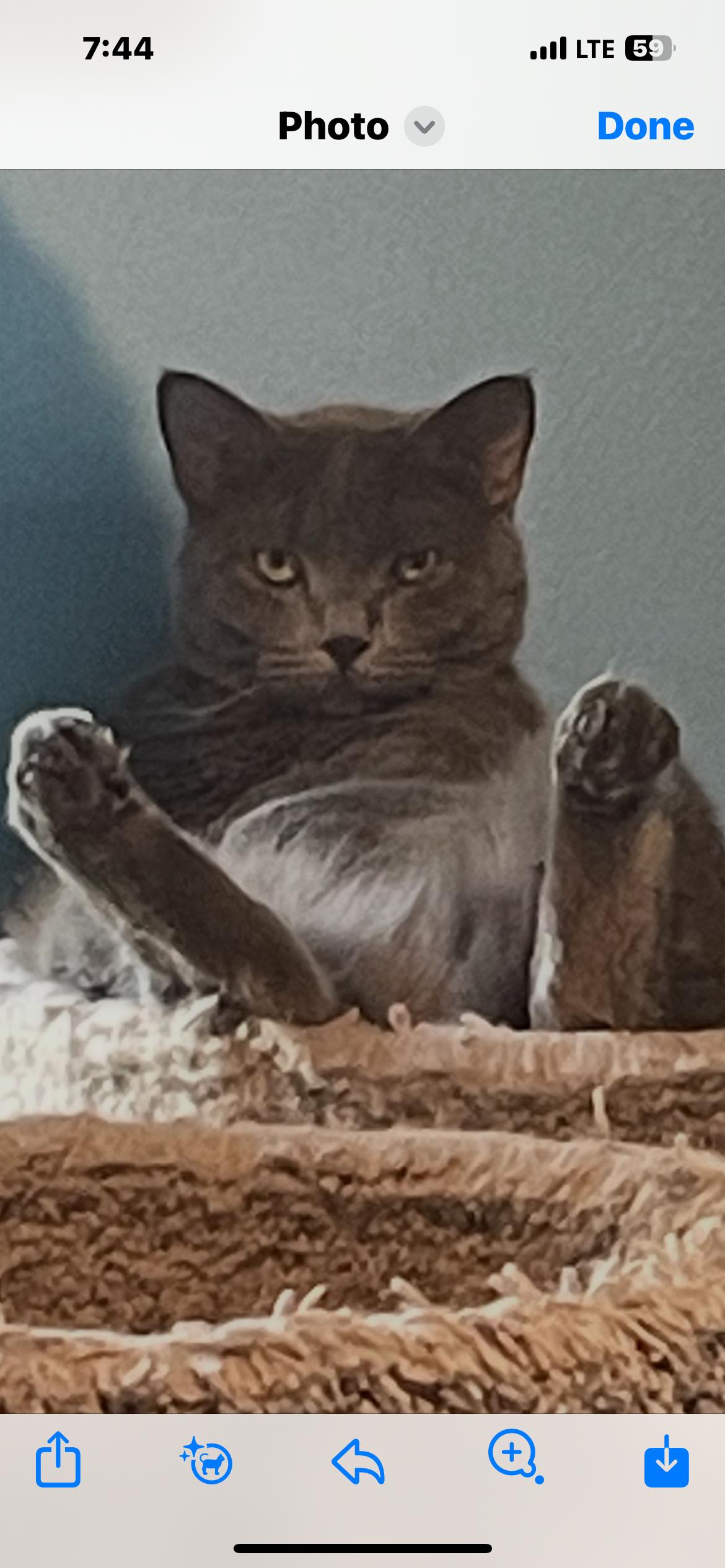 Skylar, Adoptable, Adult Female Russian Blue.