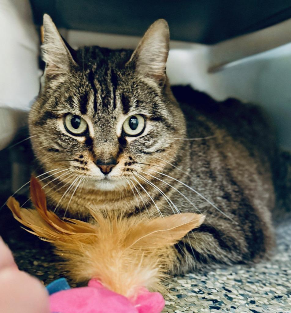 Enlarge Adele, a Adopted mixed breed in Eastsound, WA image 2/6