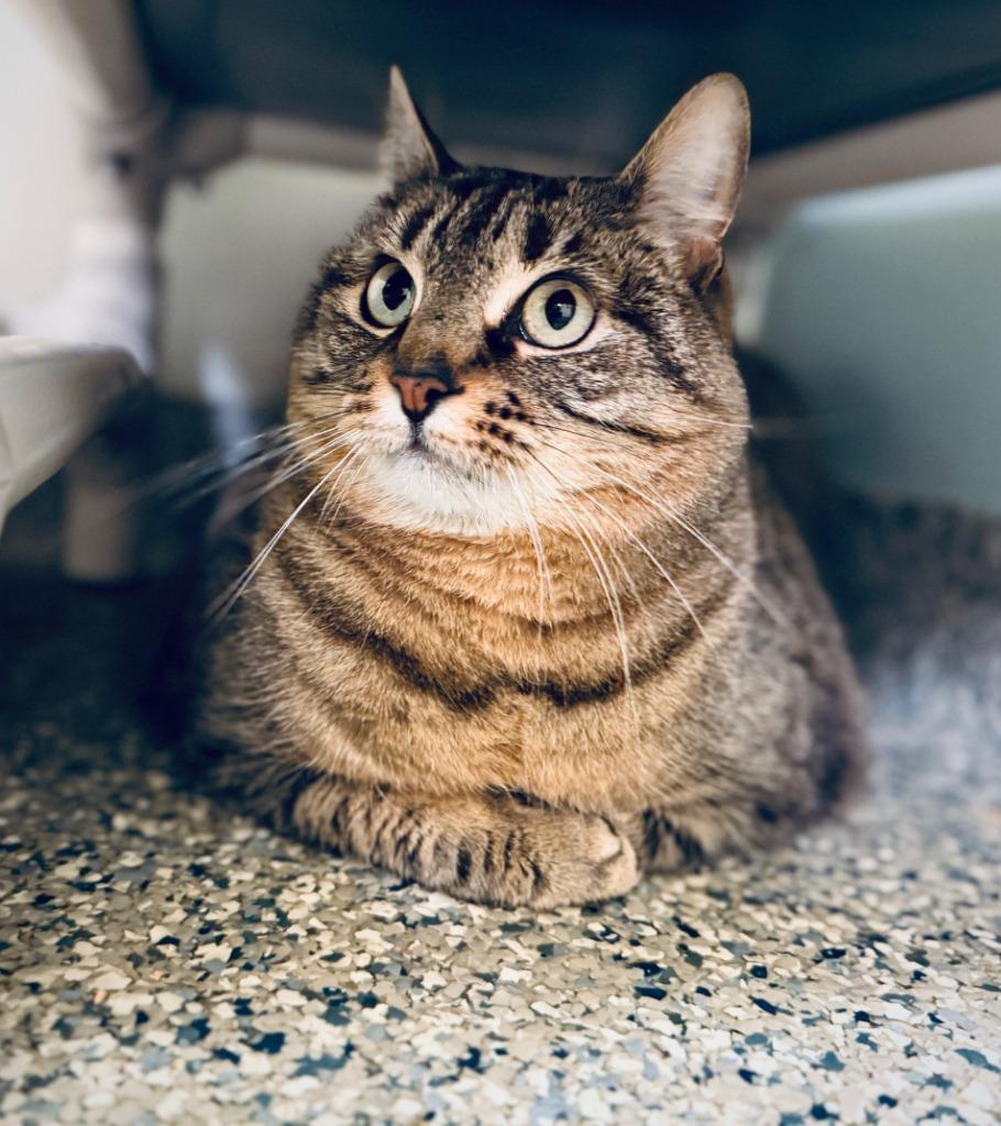 Enlarge Adele, a Adopted mixed breed in Eastsound, WA image 3/6