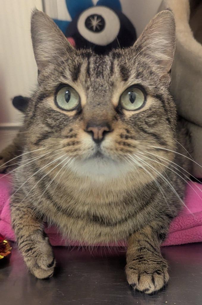 Enlarge Adele, a Adoptable mixed breed in Eastsound, WA image 1/2