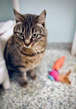 Enlarge Adele, a Adopted mixed breed in Eastsound, WA image 5/6