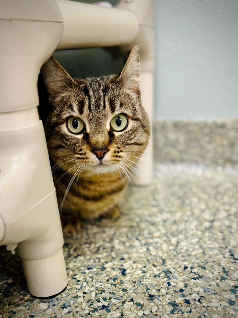 Enlarge Adele, a Adopted mixed breed in Eastsound, WA image 6/6