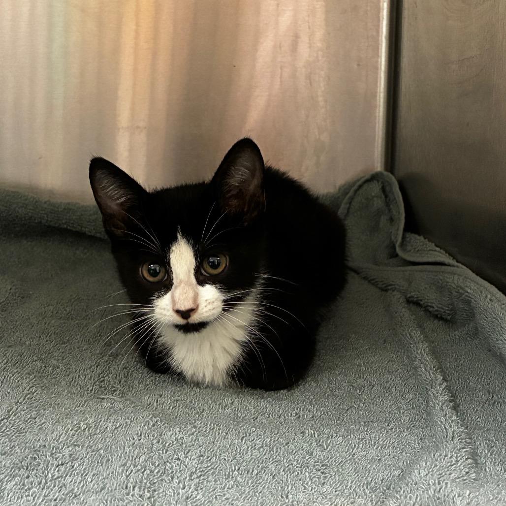 DJ Meow Meow 1457, Adoptable, Kitten Female Domestic Short Hair.