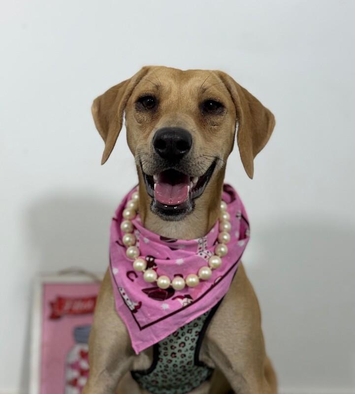 Enlarge Petunia-One of our Amazing Rescue Dogs, a Adoptable mixed breed in Tustin, CA image 1/1
