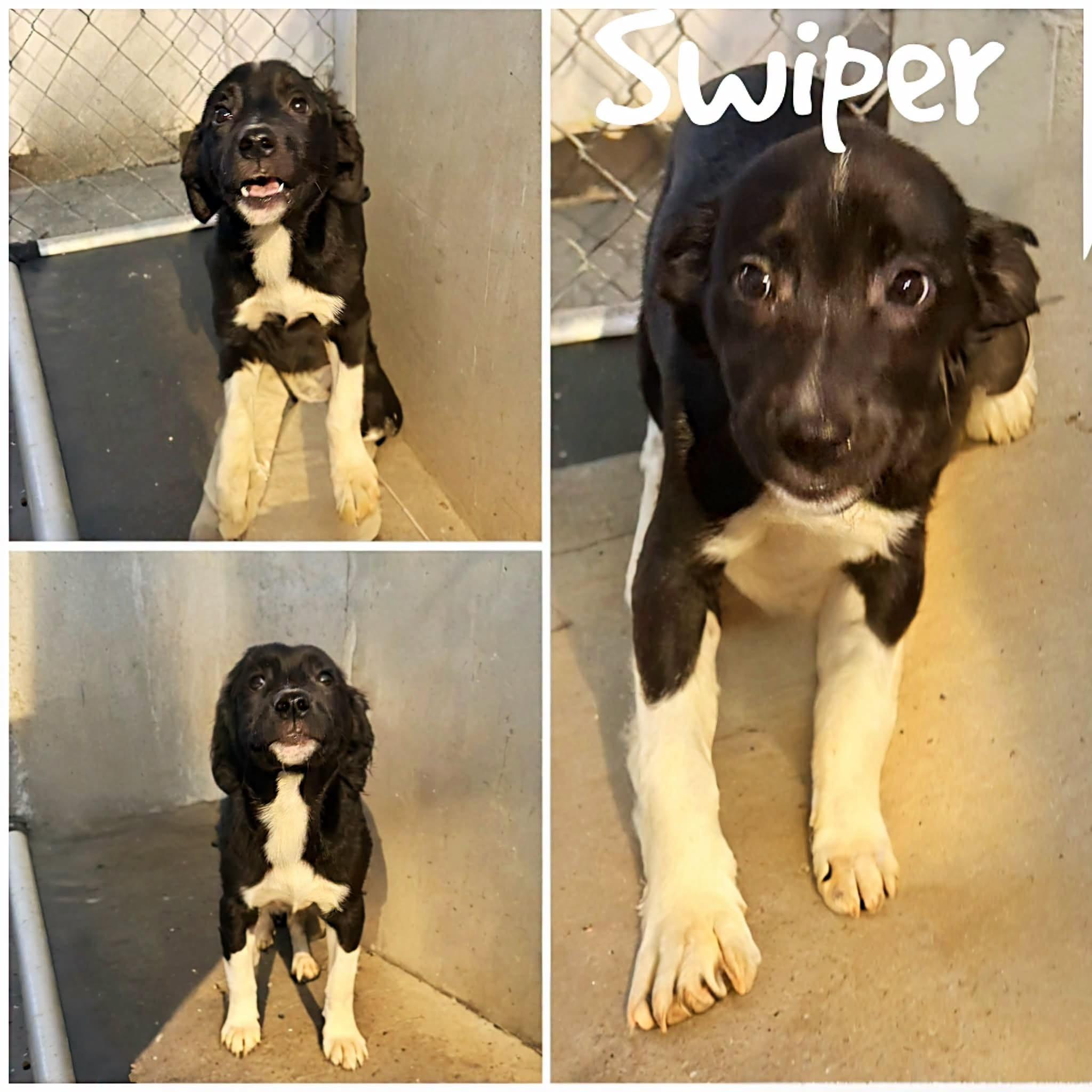 Swiper, Adoptable, Young Female Border Collie.