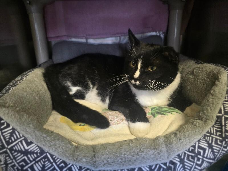 Jadis, Adoptable, Adult Female Domestic Short Hair & Domestic Short Hair.