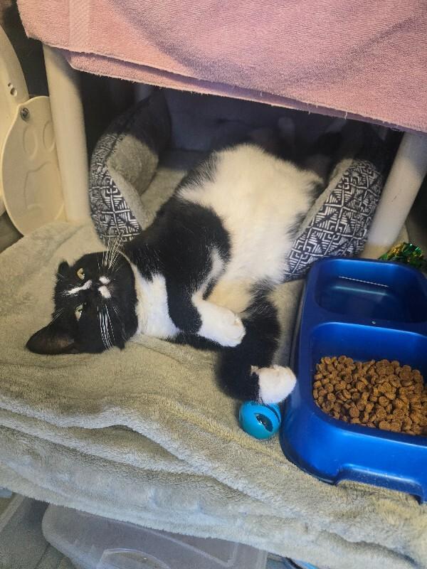 Jadis, a Adoptable mixed breed in Cortland, NY image 2/2