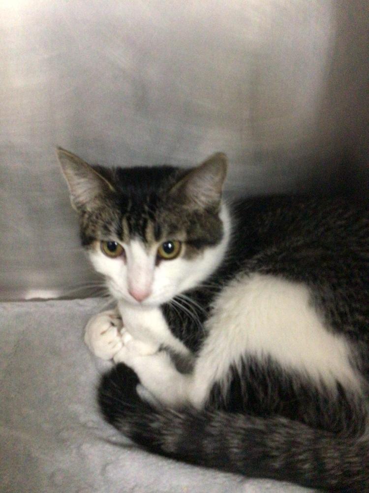 Enlarge Angel, a Adoptable Domestic Short Hair in Logansport , IN image 1/1