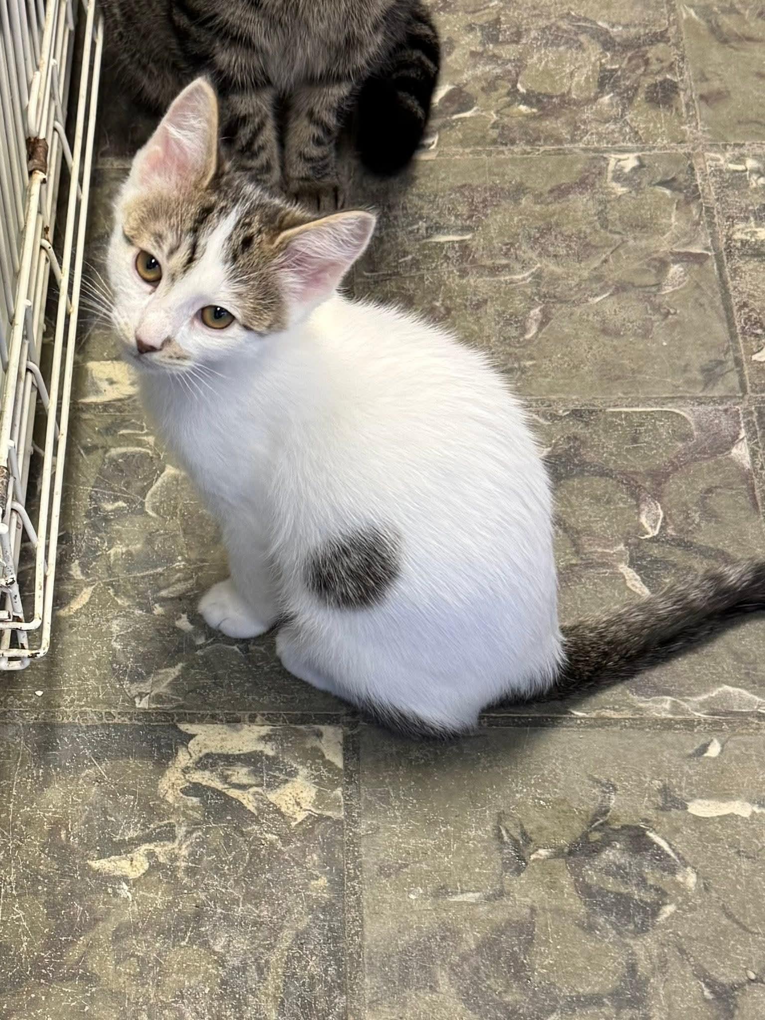 Kosmos, adopted, Kitten Male Domestic Short Hair.