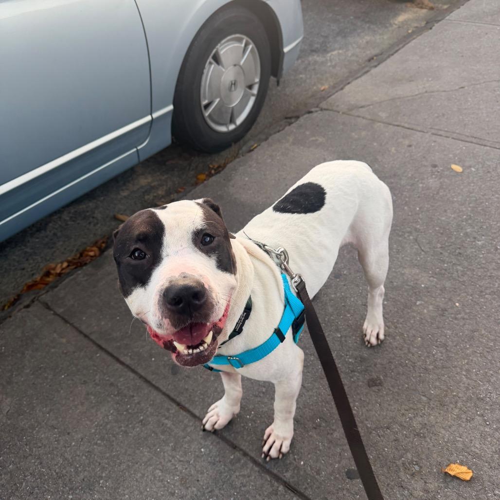 Edward Cullen, Adoptable, Adult Male Mixed Breed.