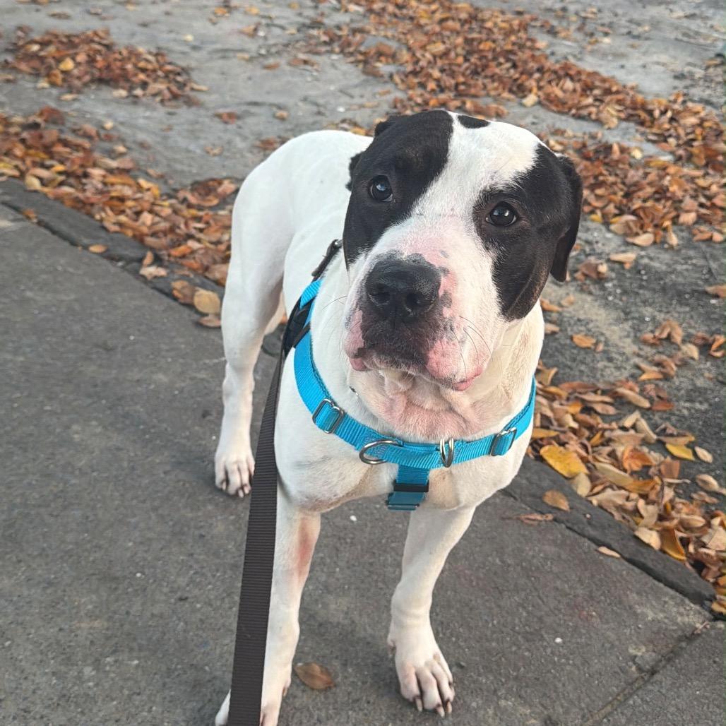 Enlarge Edward Cullen, a Adoptable Mixed Breed in Jersey City, NJ image 2/2