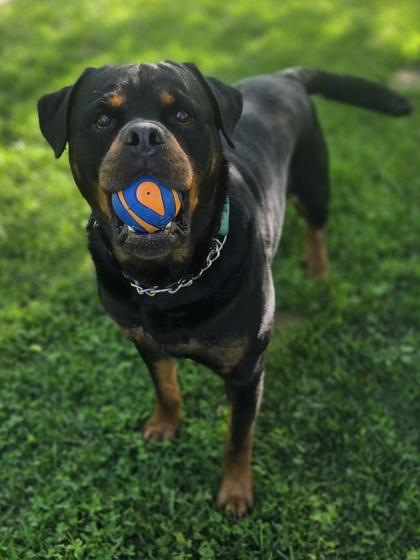 Enlarge Rocco, a Adoptable Rottweiler in Erin, ON image 1/3