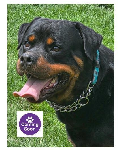 Enlarge Rocco, a Adoptable Rottweiler in Erin, ON image 1/3