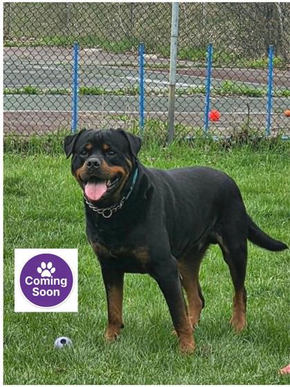 Enlarge Rocco, a Adoptable Rottweiler in Erin, ON image 2/3