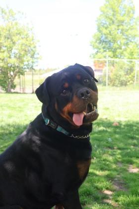 Enlarge Rocco, a Adoptable Rottweiler in Erin, ON image 3/3