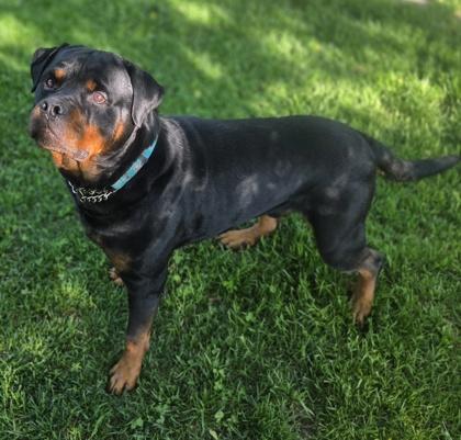 Enlarge Rocco, a Adoptable Rottweiler in Erin, ON image 2/3
