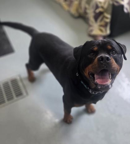 Enlarge Rocco, a Adoptable Rottweiler in Erin, ON image 3/3