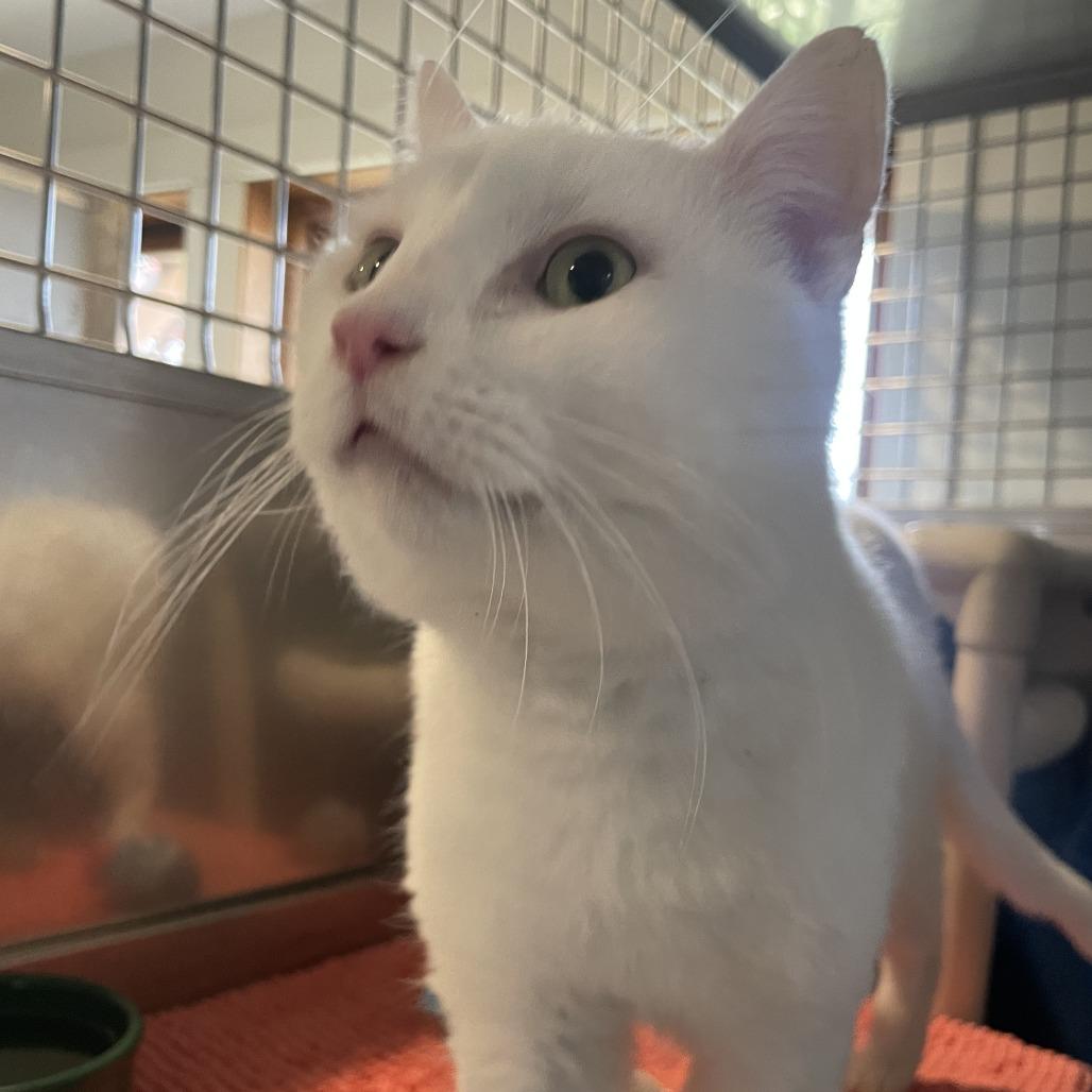 Enlarge Frosty Refrigerator, a Adoptable Domestic Short Hair in South Haven, MI image 1/6