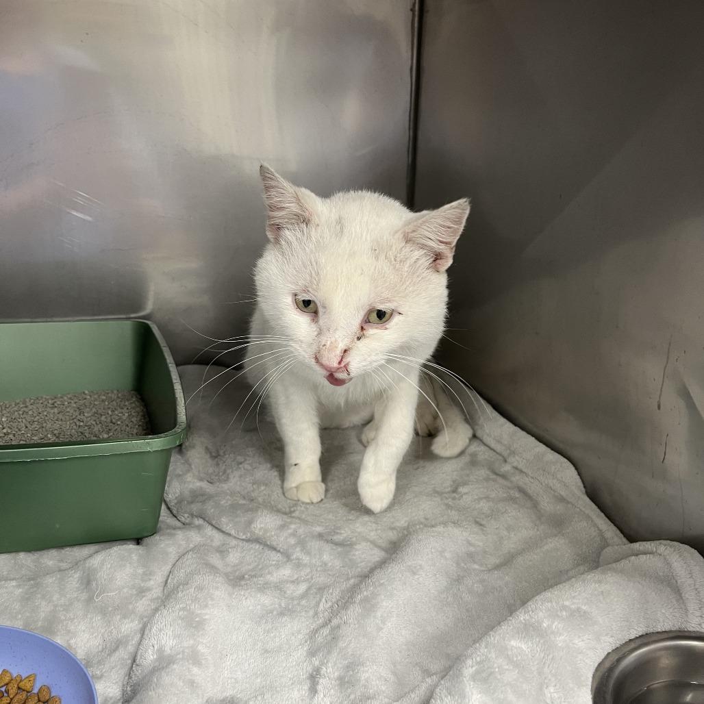 Enlarge Frosty Refrigerator, a Adoptable Domestic Short Hair in South Haven, MI image 2/6
