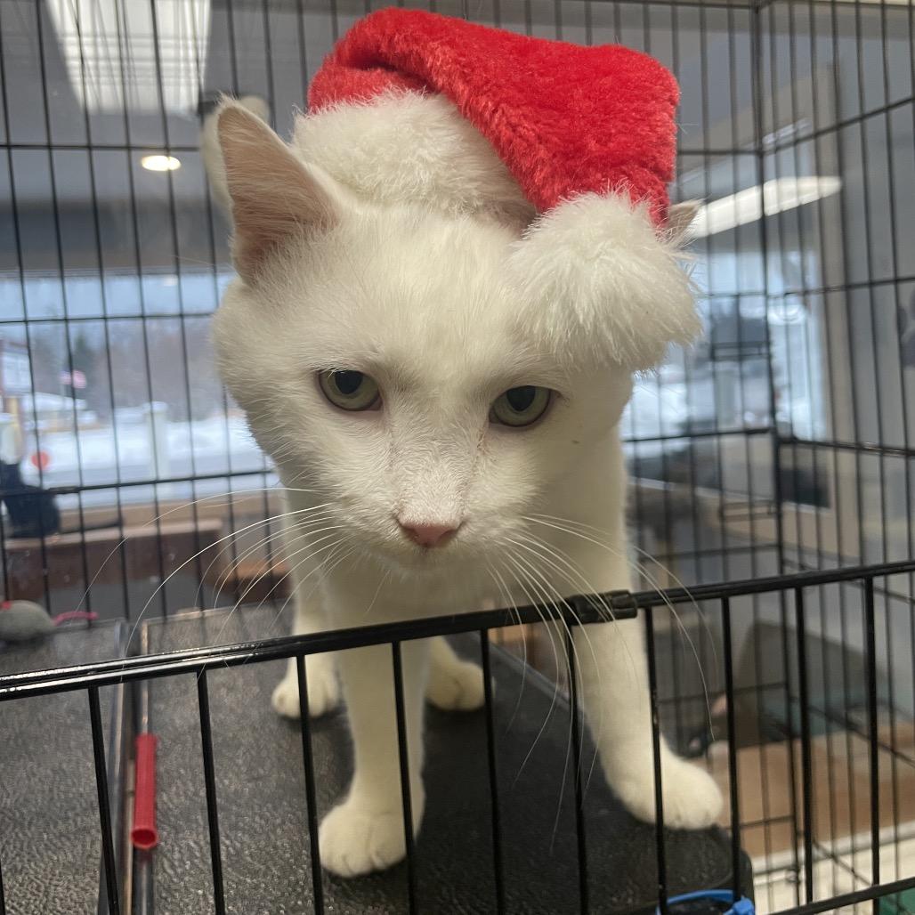 Enlarge Frosty Refrigerator, a Adoptable Domestic Short Hair in South Haven, MI image 3/6