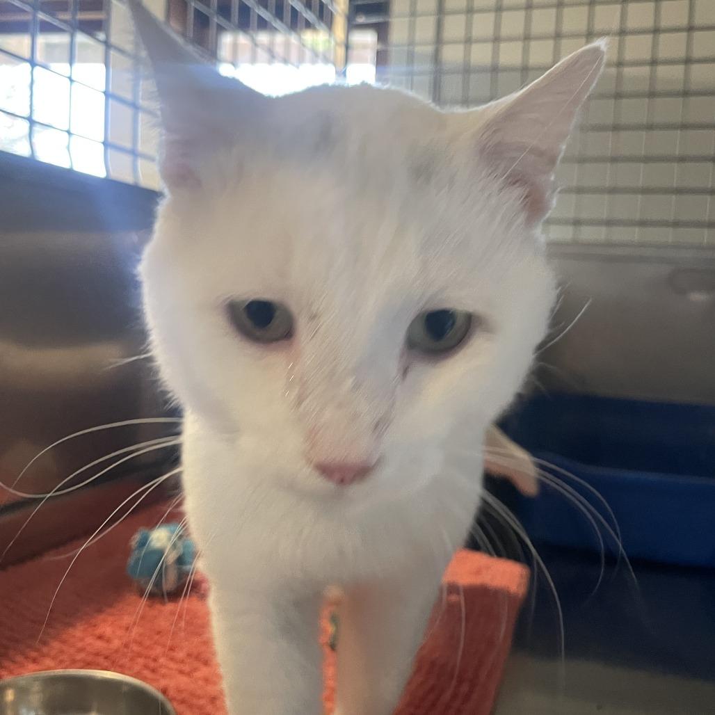 Enlarge Frosty Refrigerator, a Adoptable Domestic Short Hair in South Haven, MI image 4/6