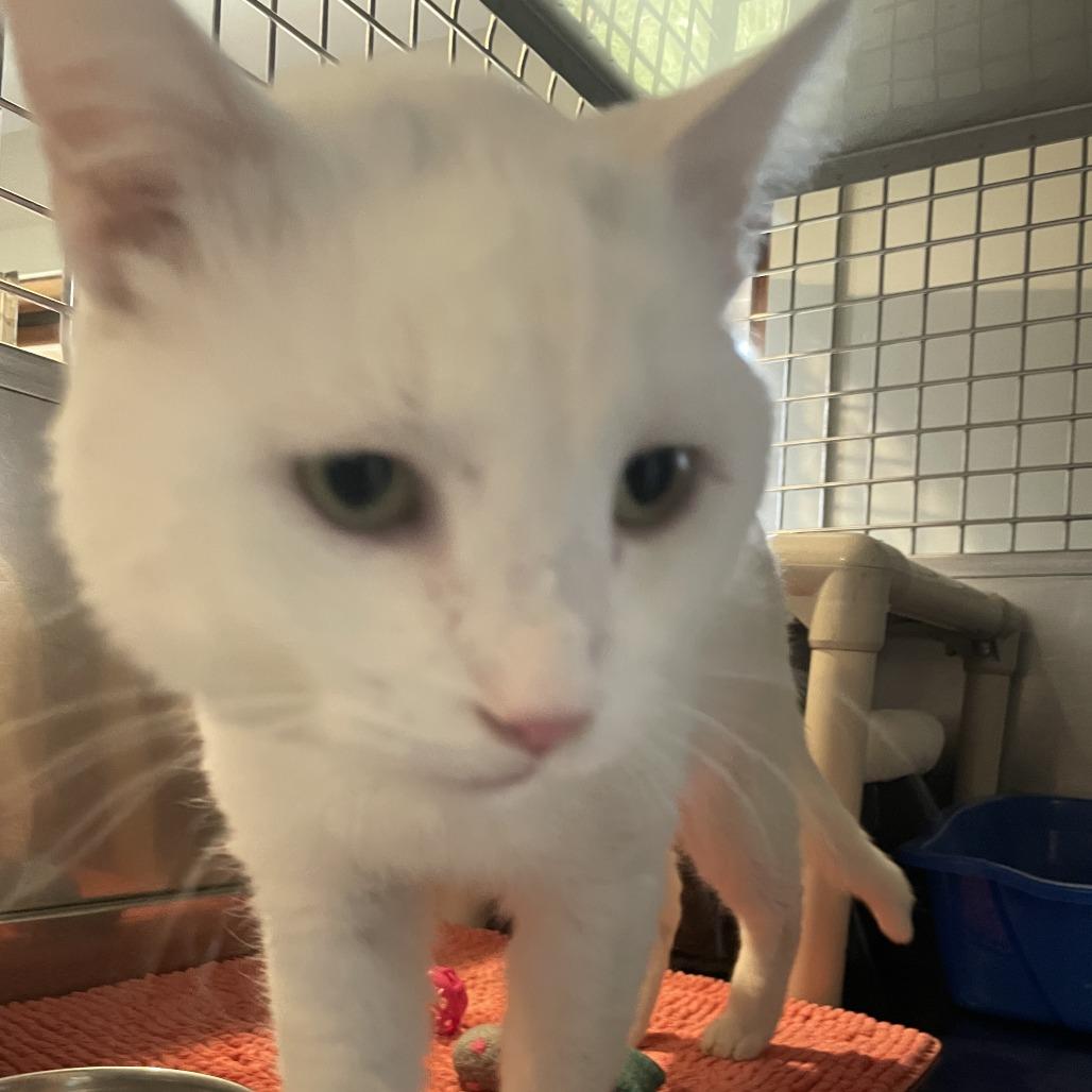 Enlarge Frosty Refrigerator, a Adoptable Domestic Short Hair in South Haven, MI image 5/6