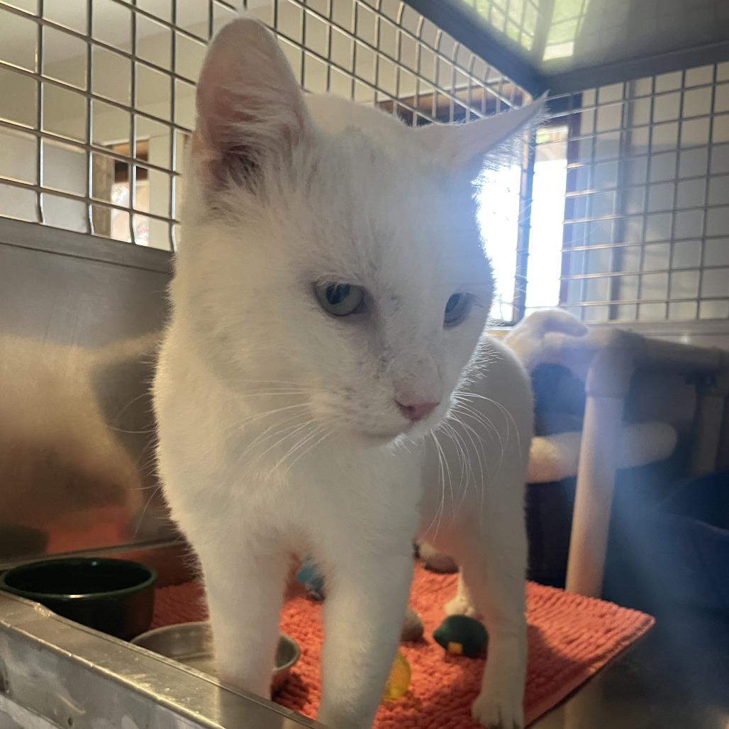 Enlarge Frosty Refrigerator, a Adoptable Domestic Short Hair in South Haven, MI image 6/6