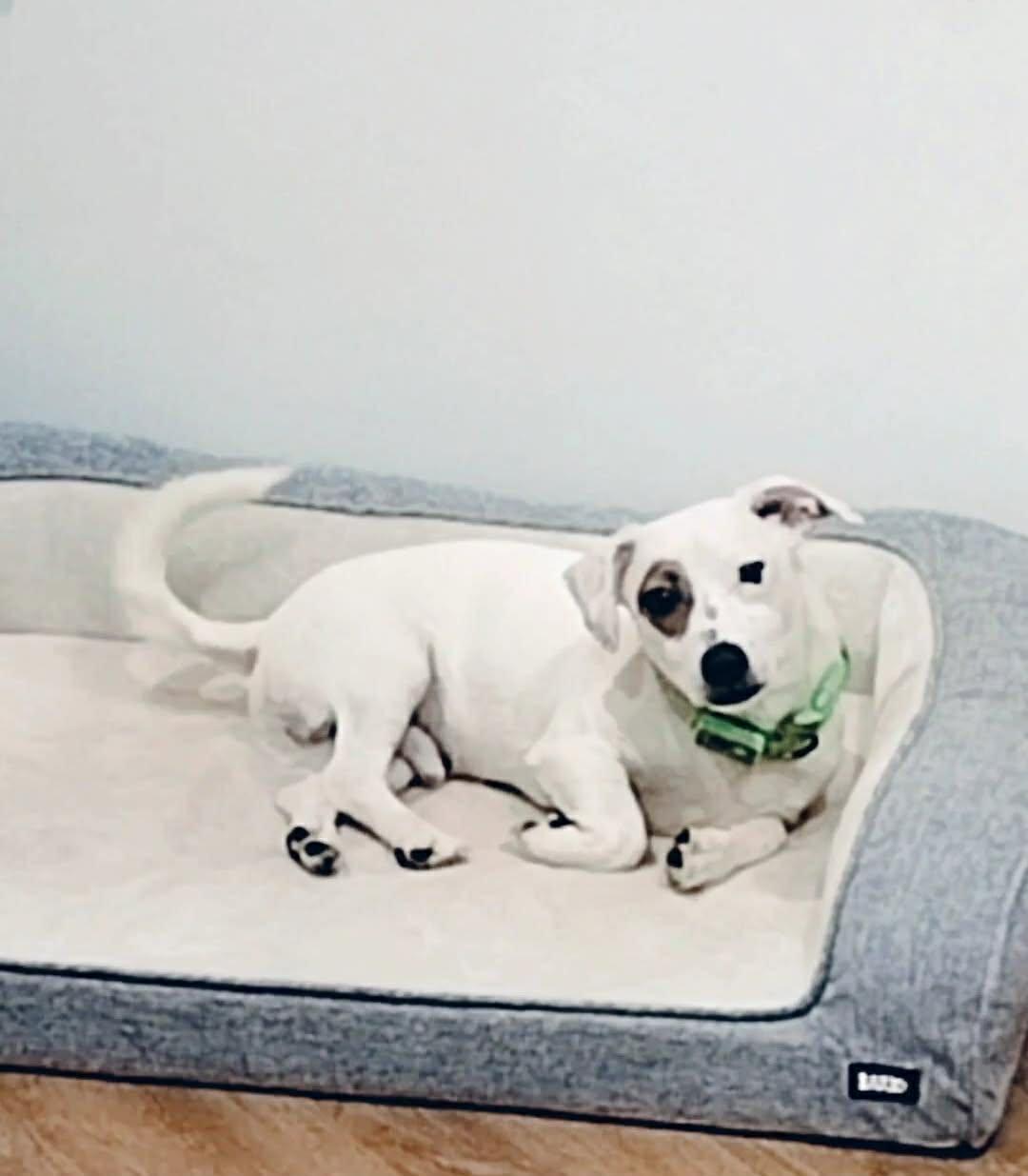 TODDY, an adopted mixed breed in Ridgefield, CT image 6/6